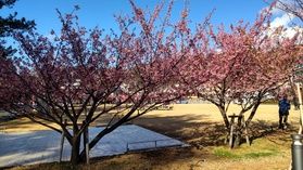 土肥桜見頃です🌸
