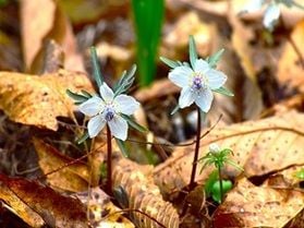 【春を告げる花】セツブンソウ