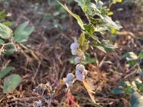 ヨモギの虫こぶ