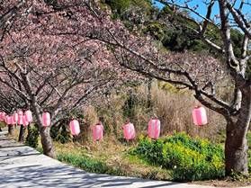 桜の開花情報【 満開!! 】