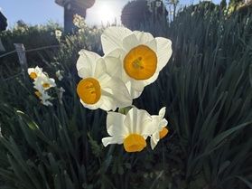 日本水仙花開道