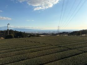 お茶農家巡り