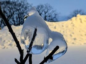 木の枝に氷の卵発見!