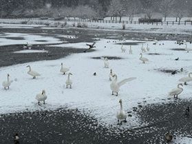 青森県有数の白鳥飛来地【下田公園】
