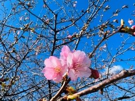 「みなみの桜と菜の花まつり」~あと1週間~