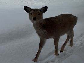 レストランまで鹿が遊びに来てくれます♪