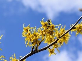 【開花状況】早春の花《マンサク》