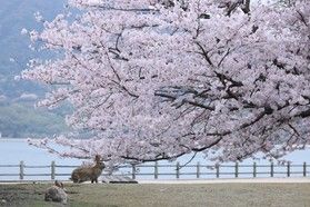 桜の開花予想『第1回』