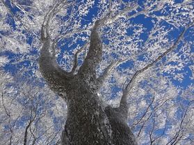 雪景色を撮影してみませんか？
