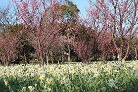 海の中道海浜公園で季節の花を見ませんか？　