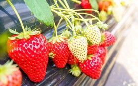 「いちご狩り」に行ってきました!!