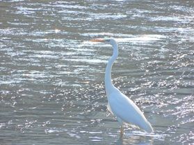 川や干潟に現れる大きな野鳥