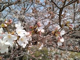 桜シーズン【４月上旬ごろ】のご宿泊のすすめ