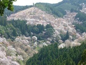 毎年大好評の吉野山千本桜バスツアーのご案内