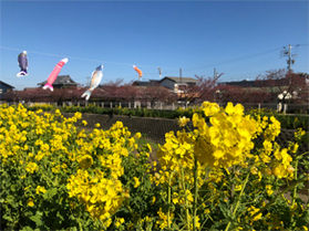 来月に免々田川菜の花・桜まつり開催されます。