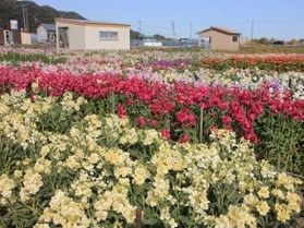 白間津のお花畑 🌼開花状況🌼