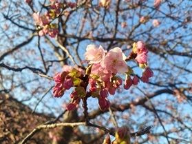 桜の開花状況