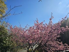 白浜桜の里 展望台
