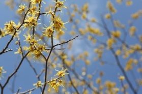 【開花状況】早春の花《マンサク》