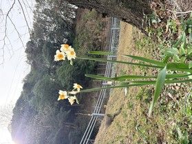 自然の中で咲く小さな花