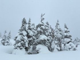 網張の樹氷もすくすく育っています!