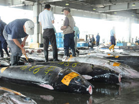 煮て良し、焼いて良し、刺身でも！そんなお魚のイベント