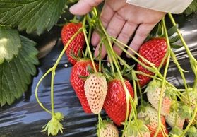 目よりも大きい真っ赤な宝物探し【いちご狩り】