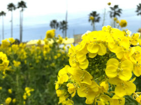 渥美半島菜の花まつり2026 2/10時点開花情報と詳細