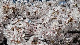 今年も開催!びわ湖お花見クルージングと沖島さんぽ