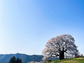 【完全攻略版】二足早い帝釈峡周辺の桜スポット特集