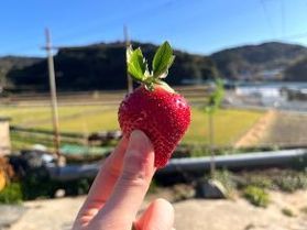 「あまおう」のいちご農園に行ってきました!