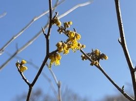 【開花状況】早春の花《マンサク》春を告げる花《セツブンソウ》