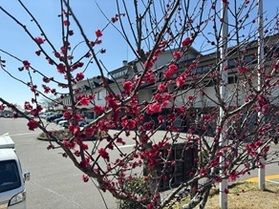 園地に咲く小さな春の訪れ