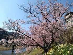 南伊豆町の河津桜が見頃となってきました