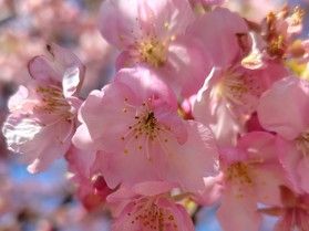 桜と蝋梅(ロウバイ)が咲きました
