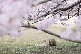 【春はぜひ大久野島へ!】春のファミリー向け宿泊プラン♪