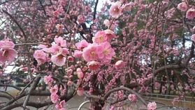 梅の名所「綱敷天満神社」