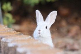 よくあるご質問~車・送迎バス編