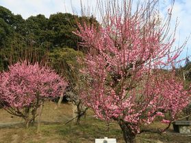 梅見頃です♪・・広田梅林&八木のしだれ梅