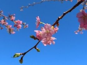 ２月から見られる桜　古座川町の「河津桜」