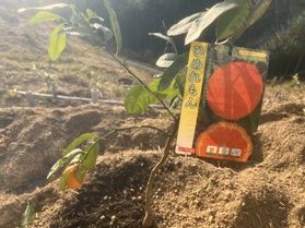 レモンの木を植えました🍋