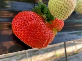 日帰りでもいちご狩りができます🍓