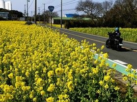 道すがら見られる菜の花
