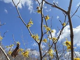 【開花状況】早春の花《マンサク》見頃です！