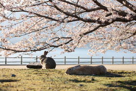 大久野島【桜開花情報】第二弾!
