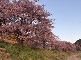 賑わいを見せております!