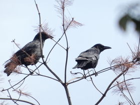 野鳥観察始めました！part5