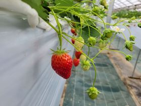旬のいちご狩り🍓「こもろ布引いちご園」