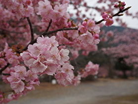 河津桜がきれいです　～種まき権兵衛の里～