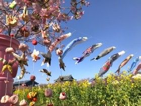 渥美半島菜の花まつり2026・免々田川河津桜 開花状況と詳細